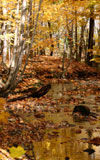 Autumn_100x160.jpg