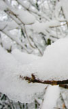 winter1_100x160.jpg