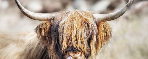 COO!