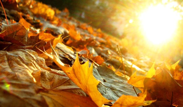 autumn